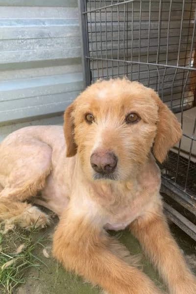 Lara, female senior Mixed Breed for adoption at Hunderettung Europa e.V., Duisburg