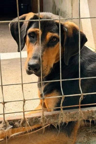Tristan, female young Mixed Breed for adoption at Hunderettung Europa e.V., Duisburg