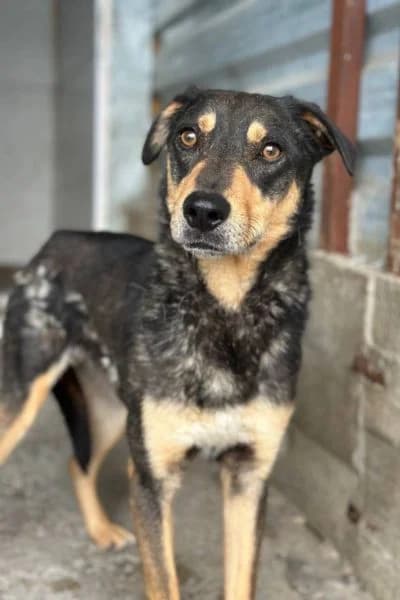 Draco, male 4yo Mixed Breed for adoption at Hunderettung Europa e.V., Duisburg