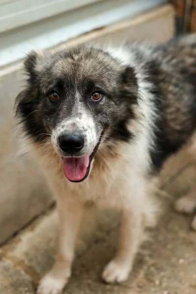 Cornel, male 6yo Mixed Breed for adoption at Hunderettung Europa e.V., Duisburg