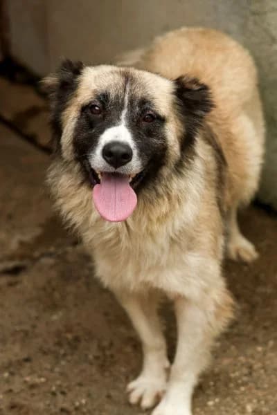 Njoki, female 4yo Mixed Breed for adoption at Hunderettung Europa e.V., Duisburg