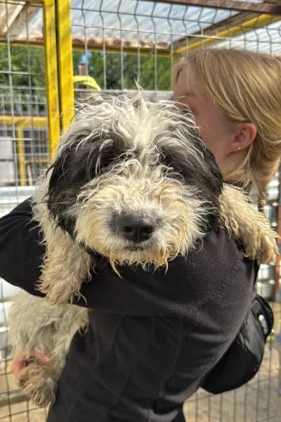 Evi, female puppy Mixed Breed for adoption at Hunderettung Europa e.V., Duisburg