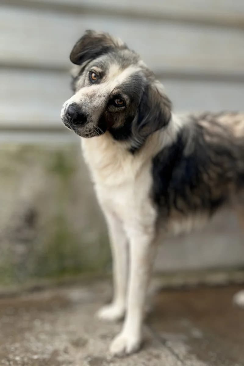 Scout, male young Mixed Breed for adoption at Hunderettung Europa e.V., Duisburg