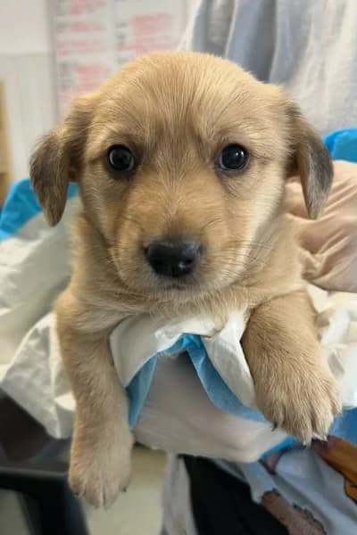 Danny, male puppy Mixed Breed for adoption at Hunderettung Europa e.V., Duisburg