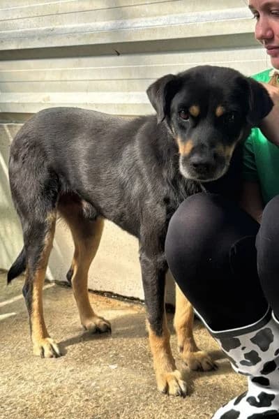 Balko, female senior Mixed Breed for adoption at Hunderettung Europa e.V., Duisburg