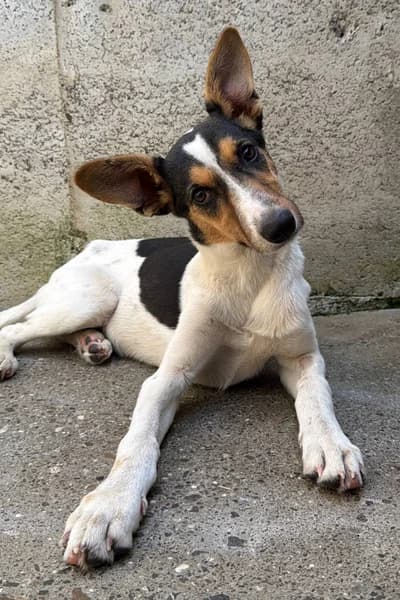 Tess, female young Mixed Breed for adoption at Hunderettung Europa e.V., Duisburg