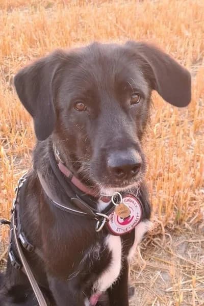 Pflegehund Sky, female young Mixed Breed for adoption at Hunderettung Europa e.V., Duisburg