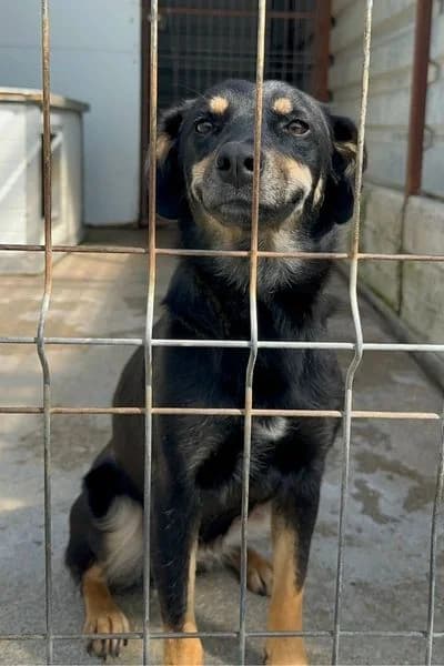 Juli, female young Mixed Breed for adoption at Hunderettung Europa e.V., Duisburg