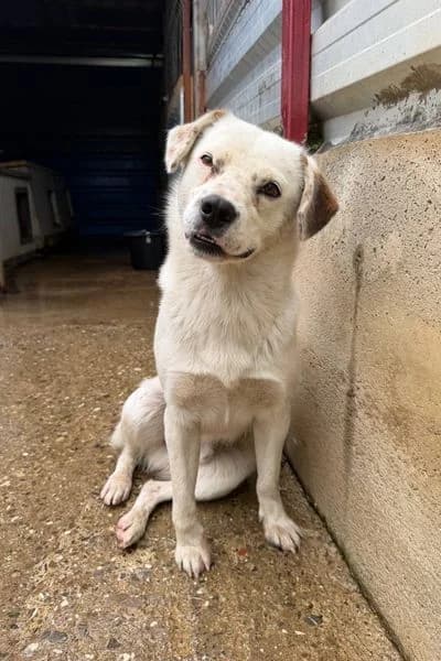Samir, male 4yo Mixed Breed for adoption at Hunderettung Europa e.V., Duisburg