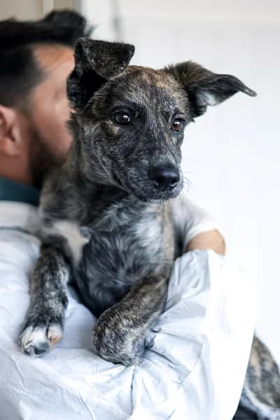 Dolly, female puppy Mixed Breed for adoption at Hunderettung Europa e.V., Duisburg