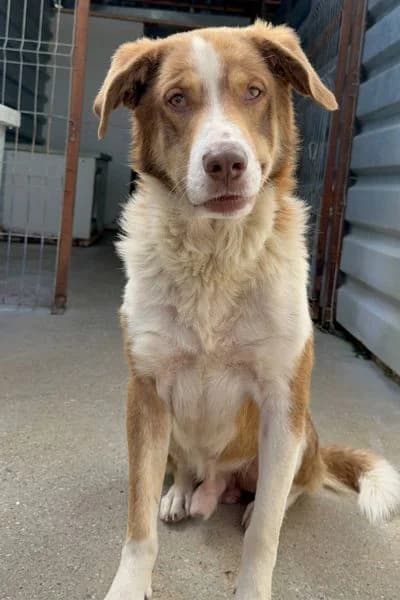 Koa, female 5yo Mixed Breed for adoption at Hunderettung Europa e.V., Duisburg