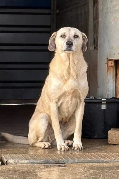 Evina, female senior Mixed Breed for adoption at Hunderettung Europa e.V., Duisburg