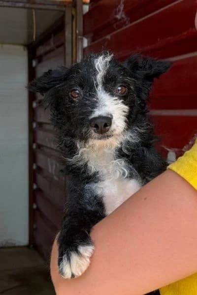 Pflegehund Marta, female young Mixed Breed for adoption at Hunderettung Europa e.V., Duisburg