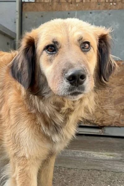 Skadi, female 3yo Mixed Breed for adoption at Hunderettung Europa e.V., Duisburg