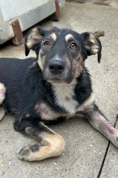 Paulchen, male puppy Mixed Breed for adoption at Hunderettung Europa e.V., Duisburg