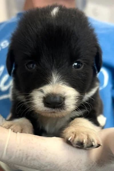 Schiggy, male puppy Mixed Breed for adoption at Hunderettung Europa e.V., Duisburg