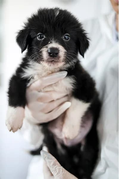 Schiggy, male puppy Mixed Breed for adoption at Hunderettung Europa e.V., Duisburg