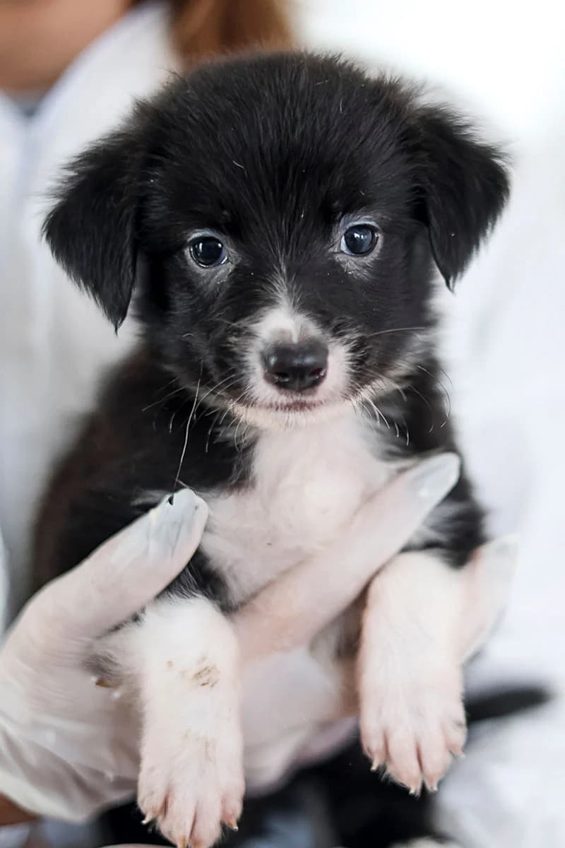 Evoli, female puppy Mixed Breed for adoption at Hunderettung Europa e.V., Duisburg
