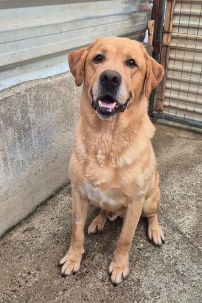 Philo, male 6yo Mixed Breed for adoption at Hunderettung Europa e.V., Duisburg