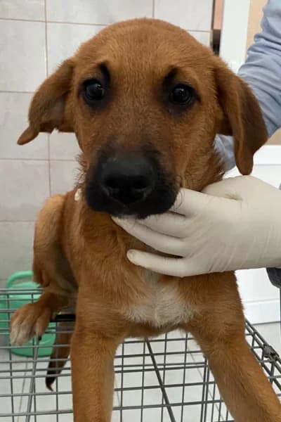 Klaus, male puppy Mixed Breed for adoption at Hunderettung Europa e.V., Duisburg