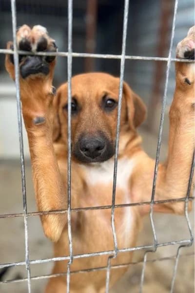Klaus, male puppy Mixed Breed for adoption at Hunderettung Europa e.V., Duisburg