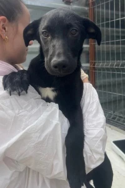 Elijah, male puppy Mixed Breed for adoption at Hunderettung Europa e.V., Duisburg