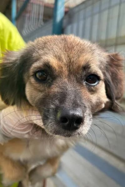 Mandy, female 4yo Mixed Breed for adoption at Hunderettung Europa e.V., Duisburg