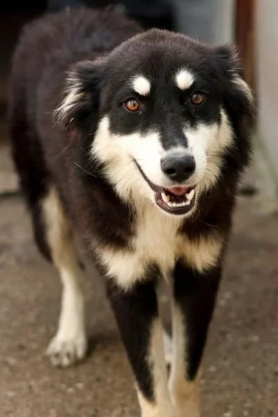 Tindra, female young Mixed Breed for adoption at Hunderettung Europa e.V., Duisburg