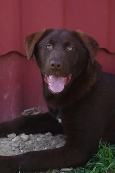 Pflegehund Lucy, female young Mixed Breed for adoption at Hunderettung Europa e.V., Duisburg