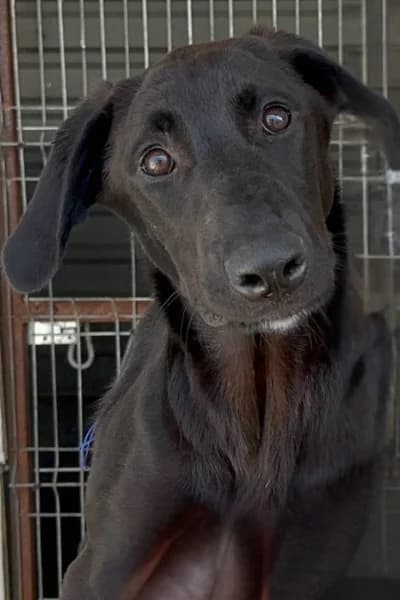 Hazel, female puppy Mixed Breed for adoption at Hunderettung Europa e.V., Duisburg