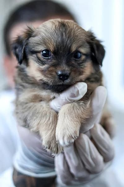 Cora, female puppy Mixed Breed for adoption at Hunderettung Europa e.V., Duisburg