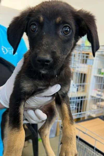 Ellie, female puppy Mixed Breed for adoption at Hunderettung Europa e.V., Duisburg