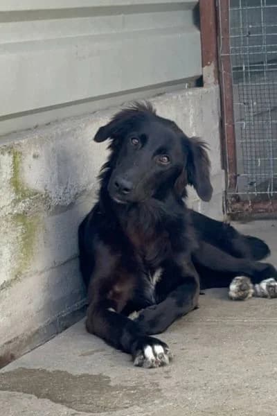 Rosi, female puppy Mixed Breed for adoption at Hunderettung Europa e.V., Duisburg