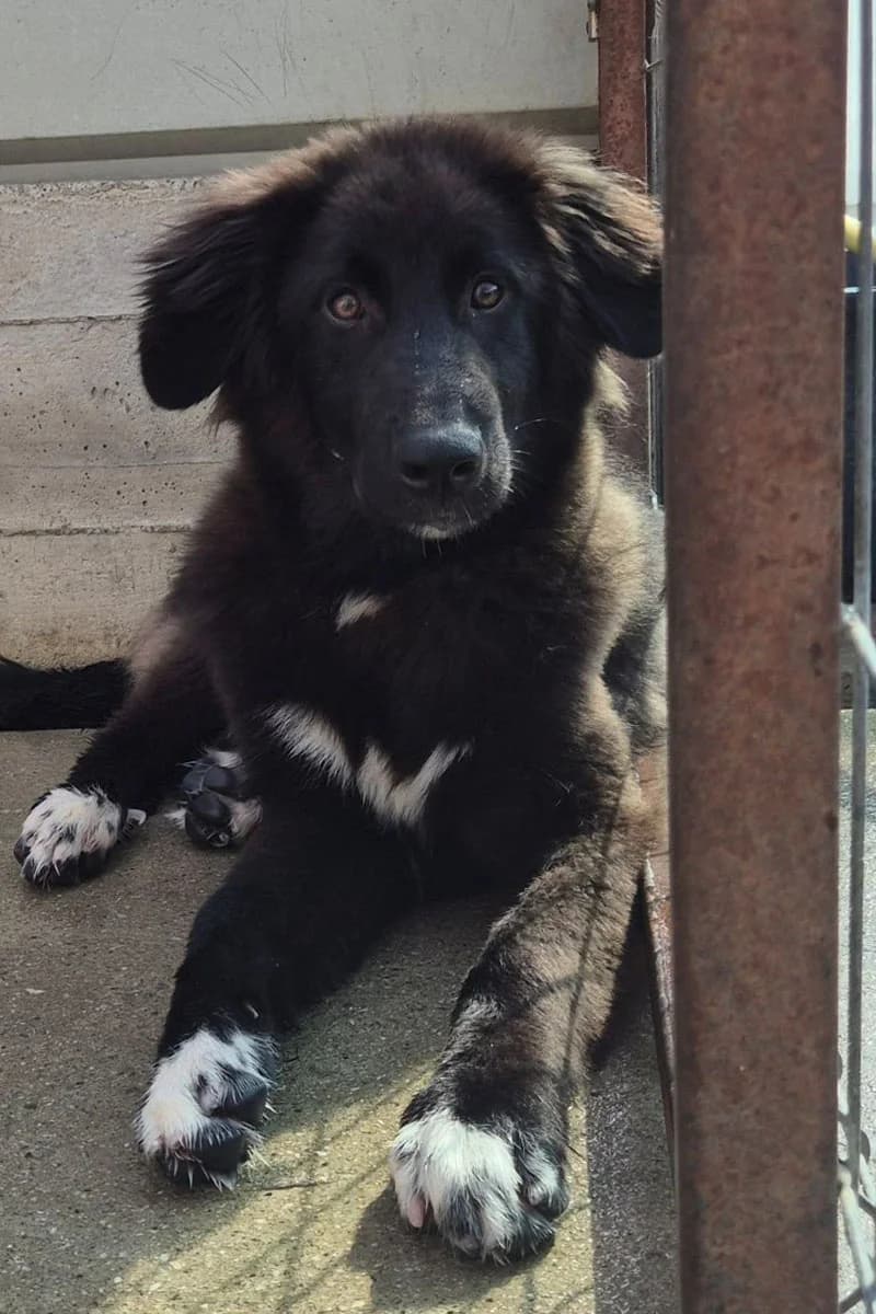 Max, male puppy Mixed Breed for adoption at Hunderettung Europa e.V., Duisburg