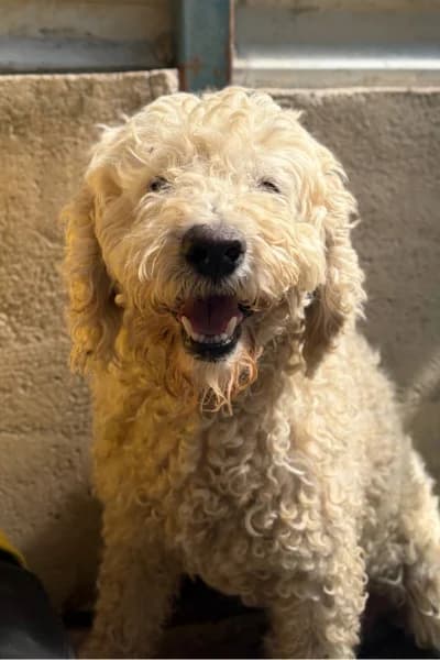 Sirius, female senior Mixed Breed for adoption at Hunderettung Europa e.V., Duisburg