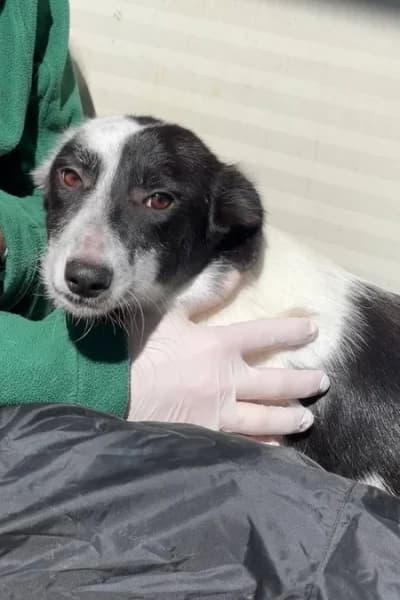 Valerie, female 3yo Mixed Breed for adoption at Hunderettung Europa e.V., Duisburg