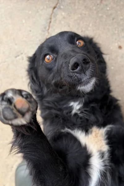 Clea, female 3yo Mixed Breed for adoption at Hunderettung Europa e.V., Duisburg