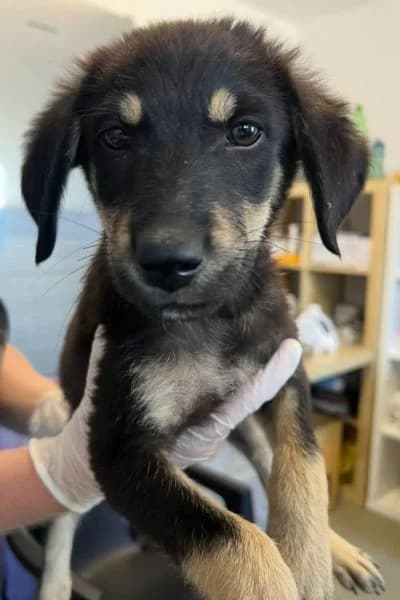 Carl, male puppy Mixed Breed for adoption at Hunderettung Europa e.V., Duisburg