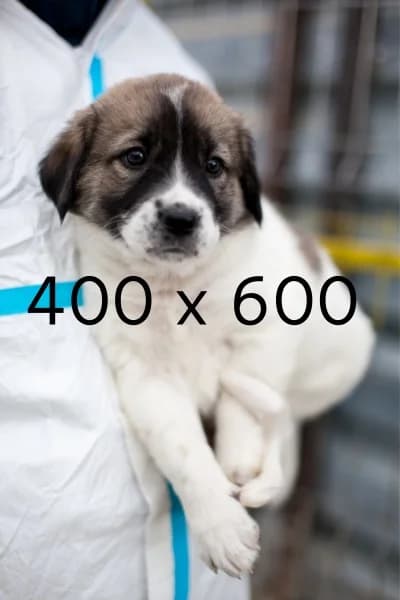 Manuka, female puppy Mixed Breed for adoption at Hunderettung Europa e.V., Duisburg