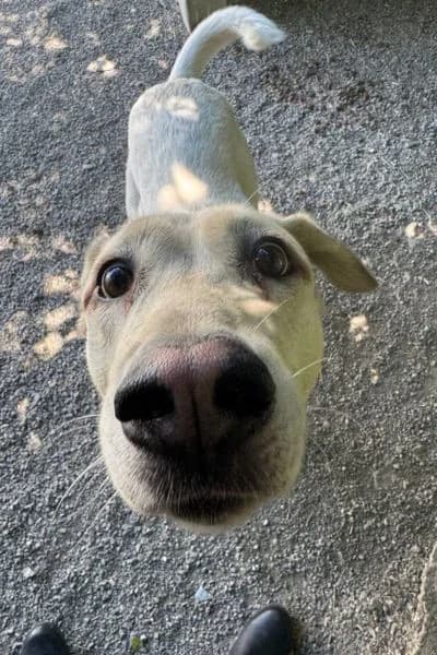 Niomi, female 5yo Mixed Breed for adoption at Hunderettung Europa e.V., Duisburg