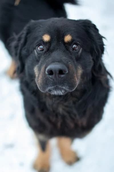 Julito, male senior Mixed Breed for adoption at Hunderettung Europa e.V., Duisburg