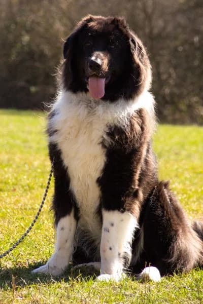 Pflegehund Cap, male young Mixed Breed for adoption at Hunderettung Europa e.V., Duisburg