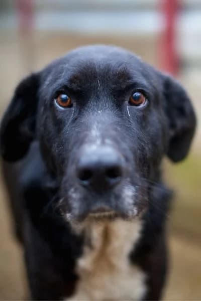 Kibito, male senior Mixed Breed for adoption at Hunderettung Europa e.V., Duisburg