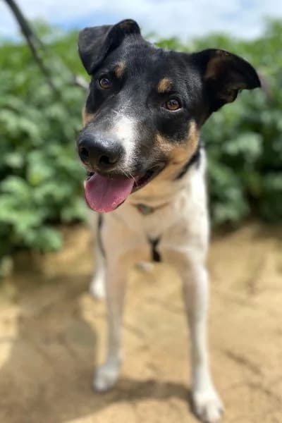 Pflegehund Pepe, male young Mixed Breed for adoption at Hunderettung Europa e.V., Duisburg