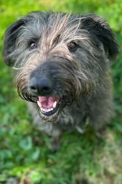 Pflegehund Moritz, gold male 5yo Mixed Breed for adoption at Hunderettung Europa e.V., Duisburg