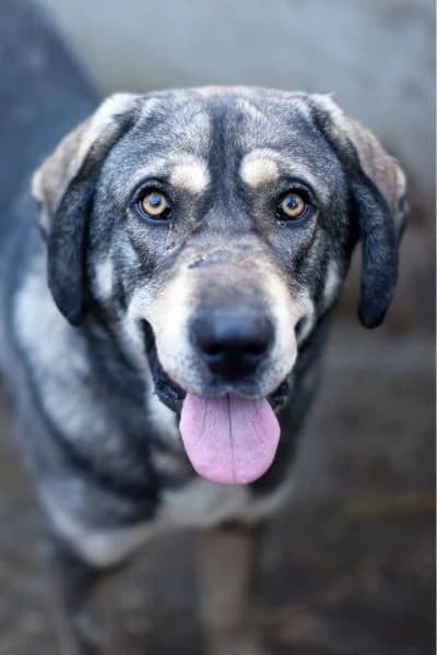 Django, male 4yo Mixed Breed for adoption at Hunderettung Europa e.V., Duisburg