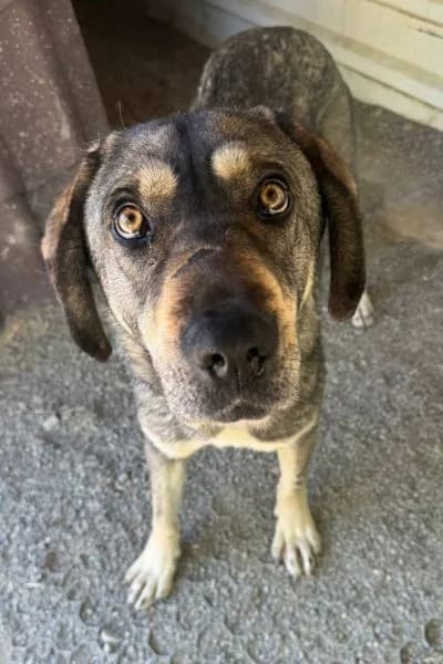 Django, male 4yo Mixed Breed for adoption at Hunderettung Europa e.V., Duisburg