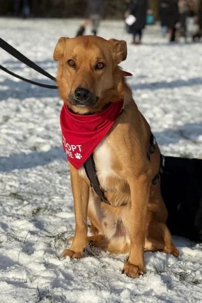 Pflegehund Peer, male young Mixed Breed for adoption at Hunderettung Europa e.V., Duisburg