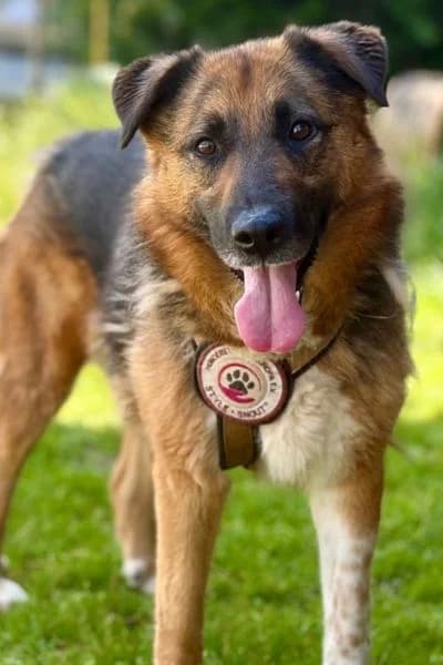 Flenni, female 6yo Mixed Breed for adoption at Hunderettung Europa e.V., Duisburg