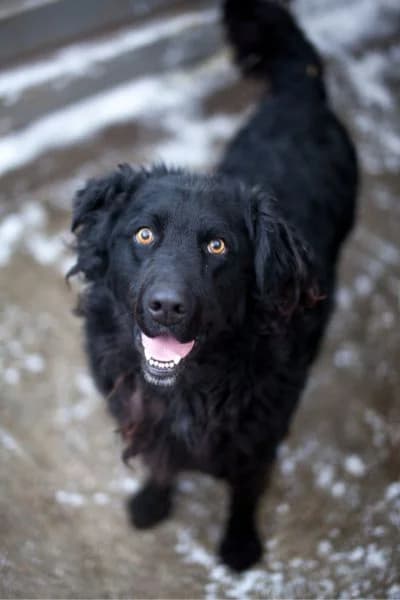Yoru, male 4yo Mixed Breed for adoption at Hunderettung Europa e.V., Duisburg